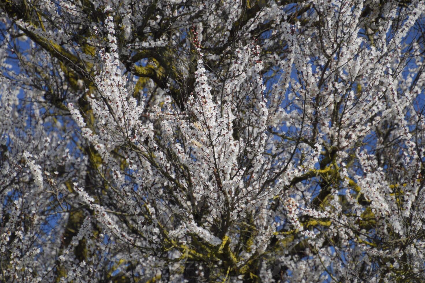 primavera floración arboles polinización de flores de albaricoque. floración foto