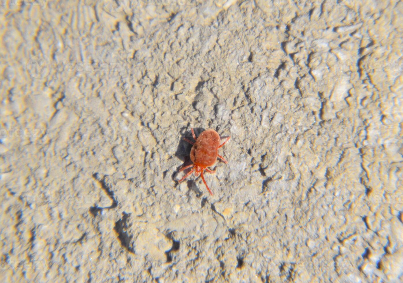 Close up macro Red velvet mite or Trombidiidae photo