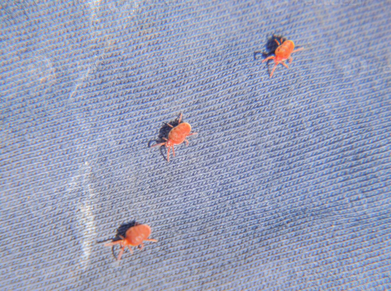 Close up macro Red velvet mite or Trombidiidae, Red velvet mite photo