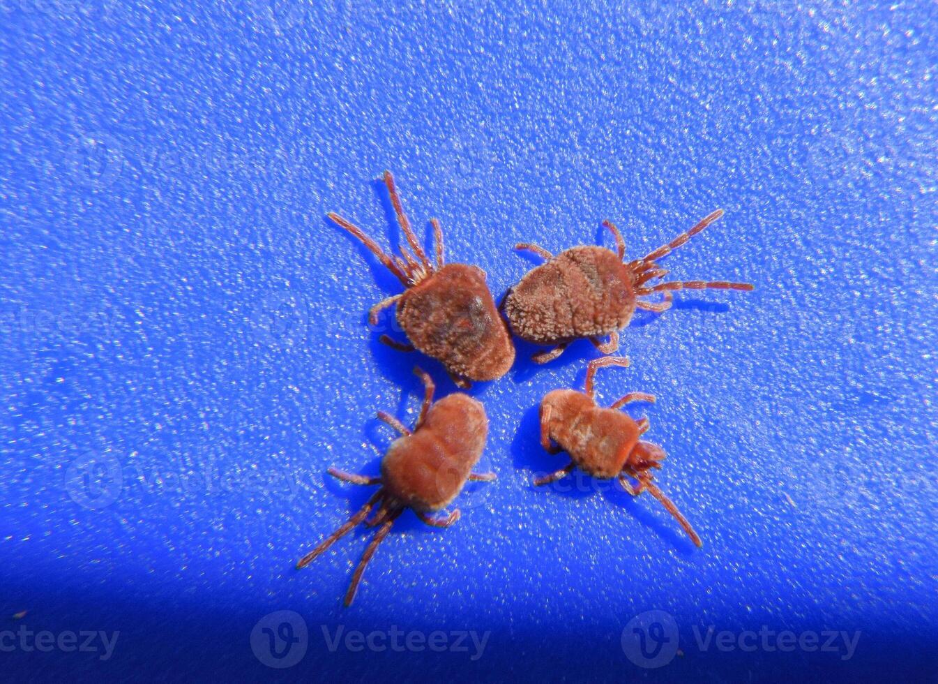 Arthropod mites on a blue background. Close up macro Red velvet photo