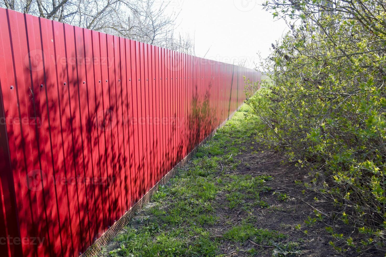 Green grass by the red fence. Spring came. photo