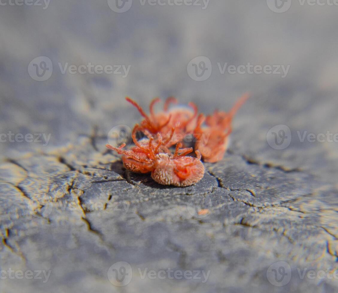 Close up macro Red velvet mite or Trombidiidae photo