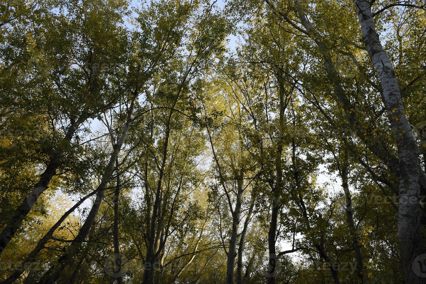 View from the bottom up in a forest of silver poplars. Background of the sky and trees. Autumn in the forest. photo