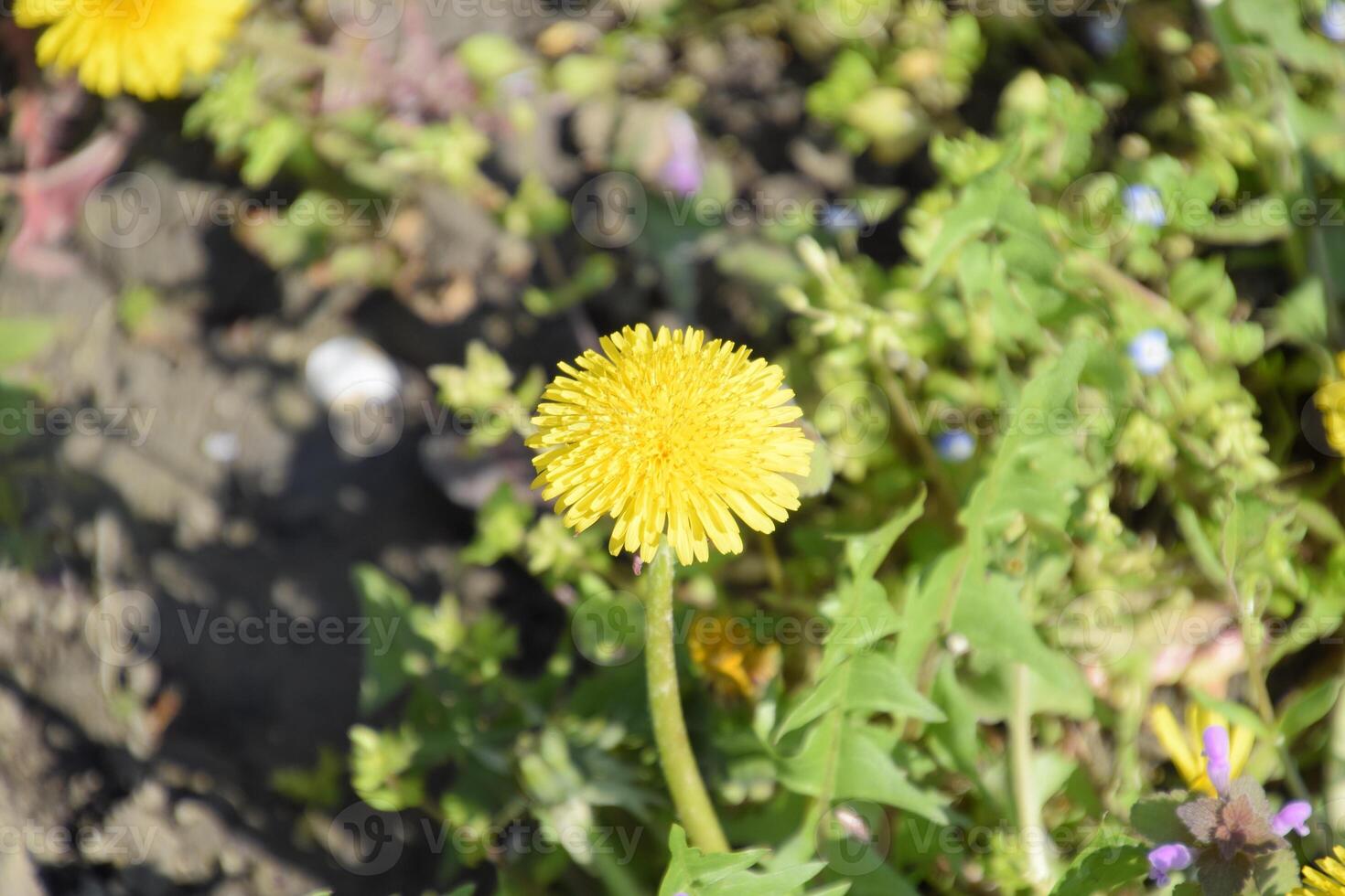 Flowering dandelions in the clearing. Meadow with dandelions. photo