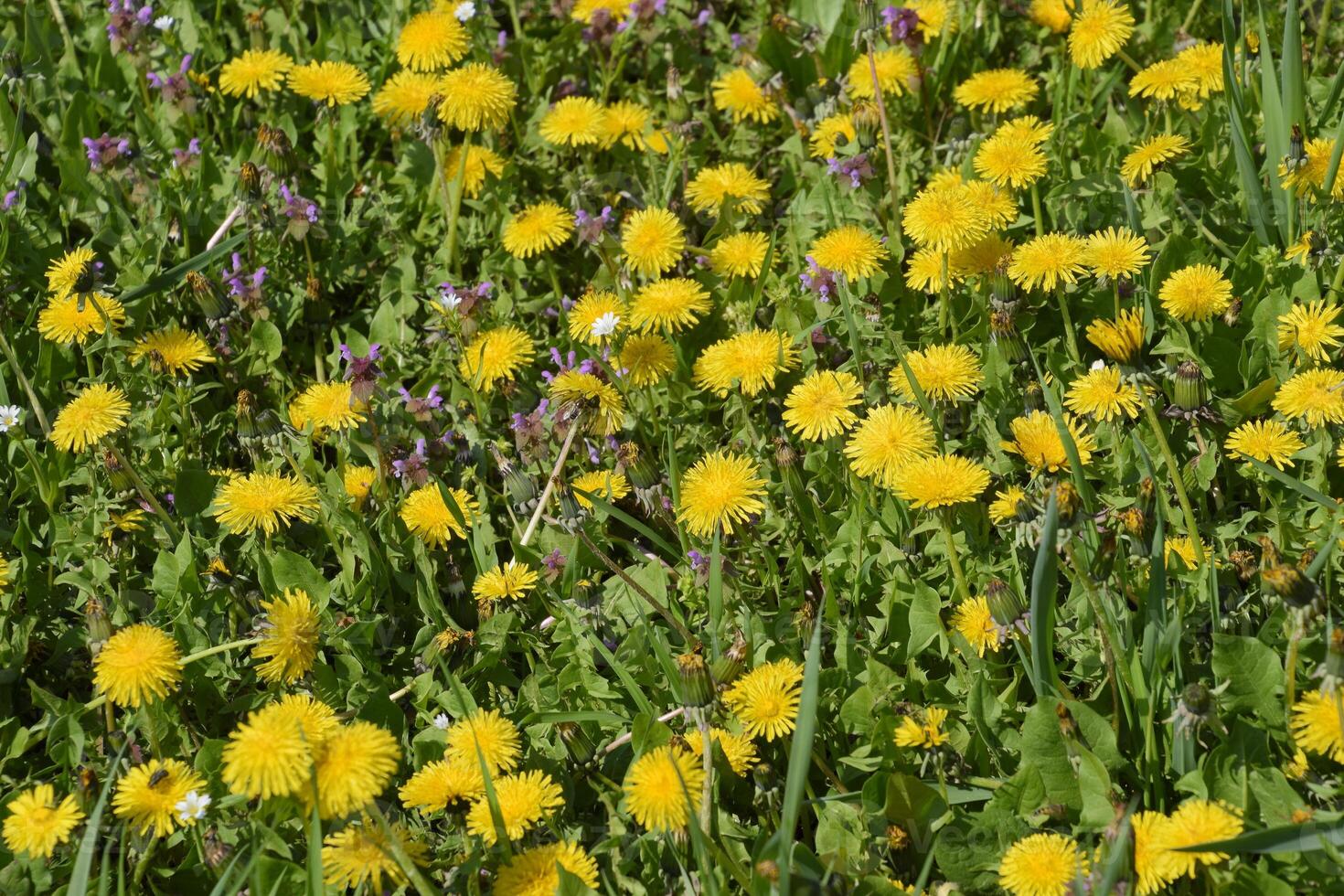 Flowering dandelions in the clearing. Meadow with dandelions. photo