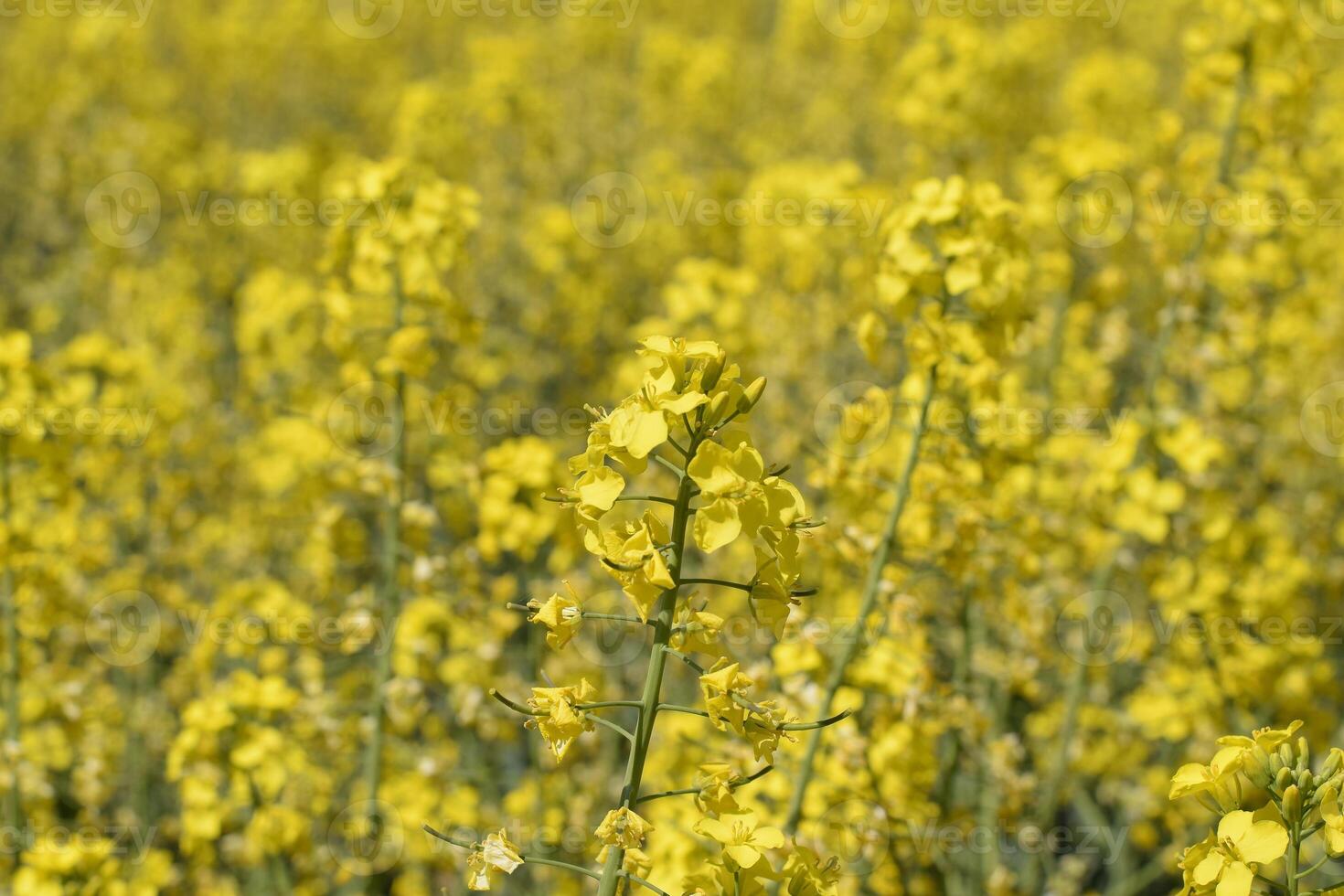 Rapeseed field. Background of rape blossoms. Flowering rape on the field. photo