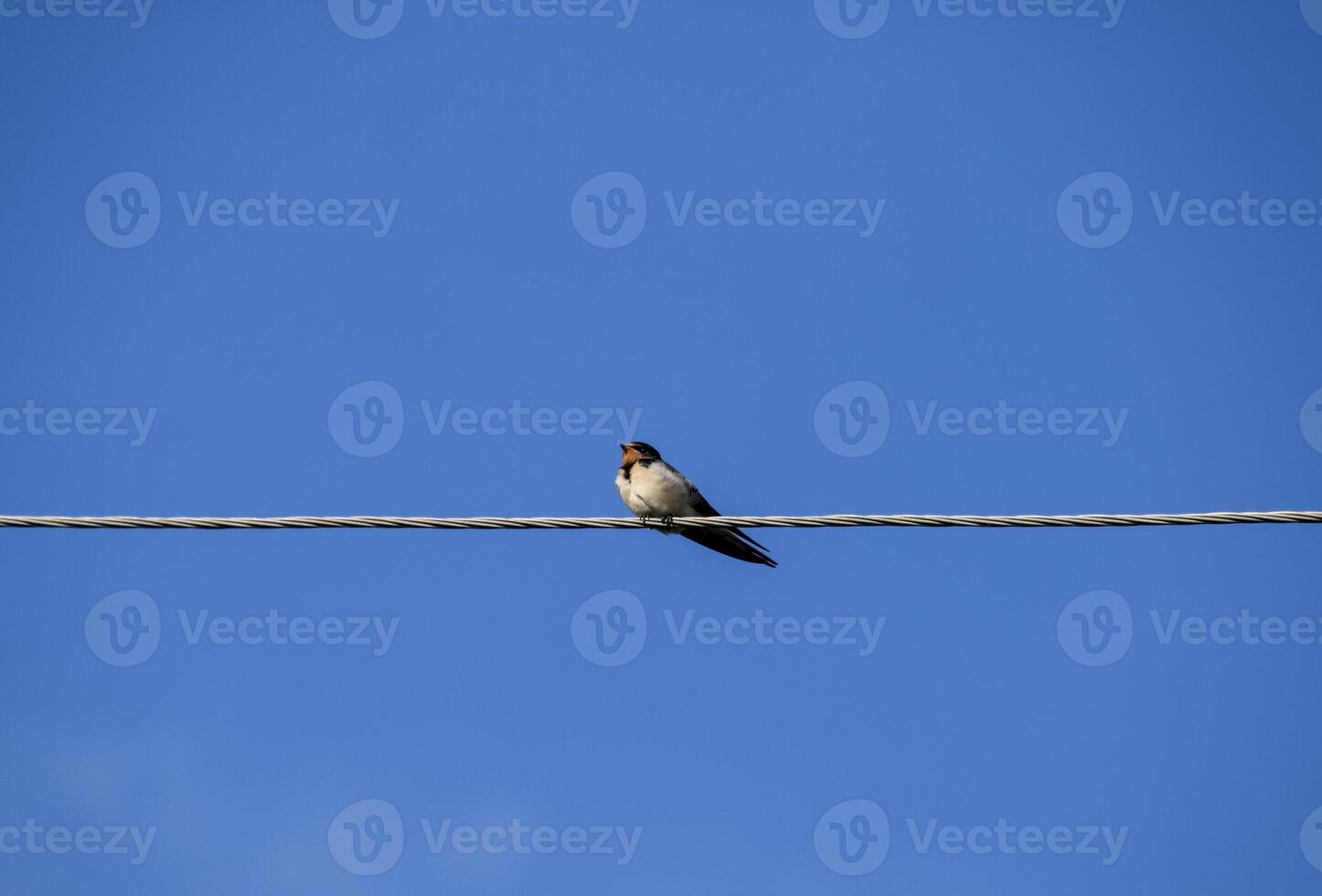 Swallows on the wires. Swallows against the blue sky. The swallo photo