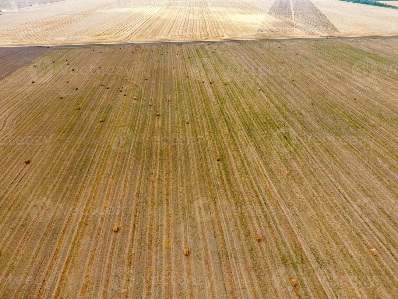 Bales of hay in the field. Harvesting hay for livestock feed. Landscape field with hay photo