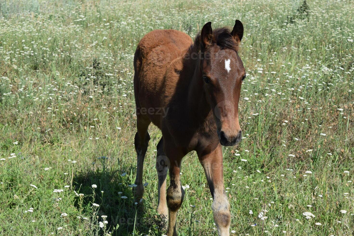 The grazed horse photo