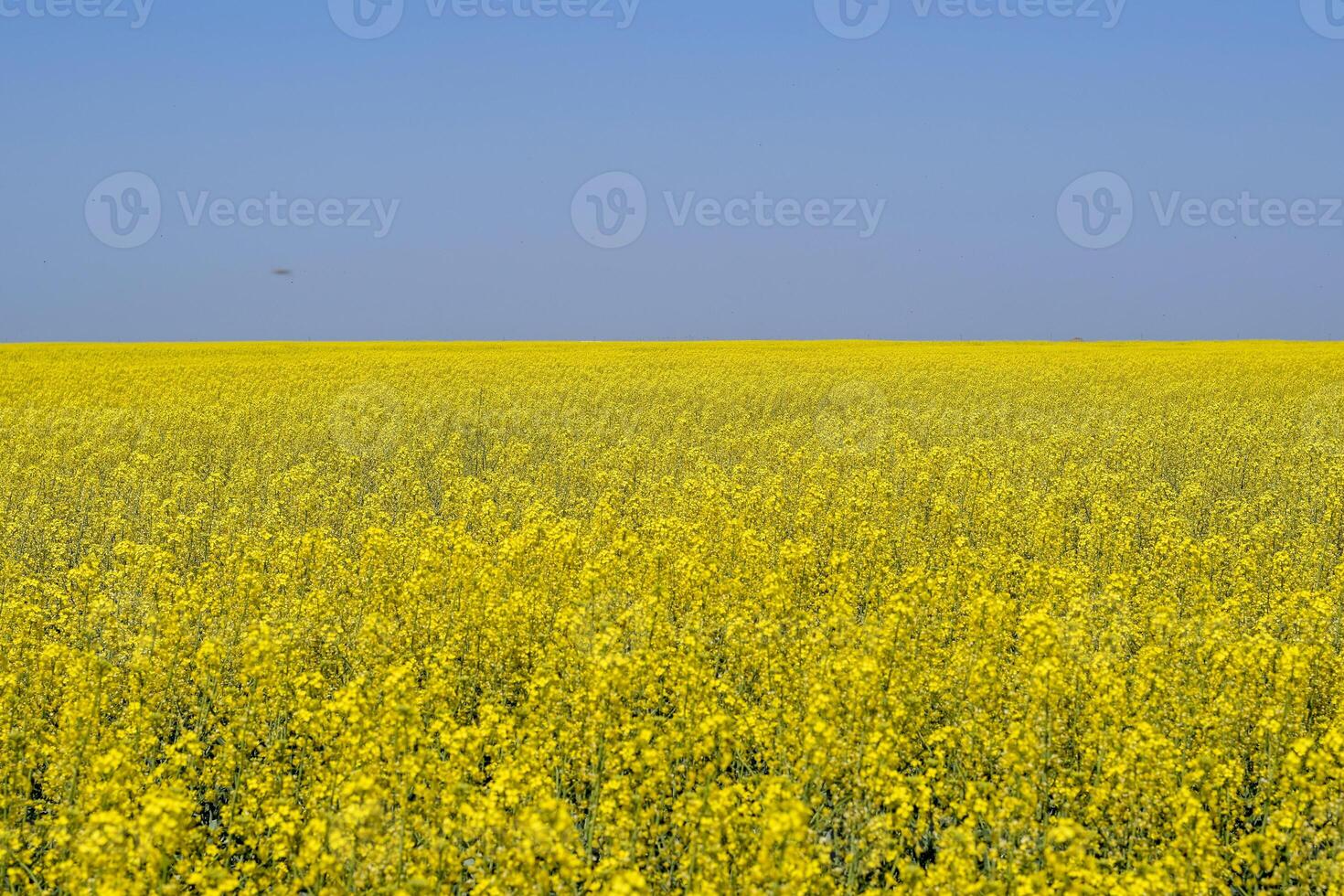Rapeseed field. Yellow rape flowers, field landscape. Blue sky and rape on the field. photo