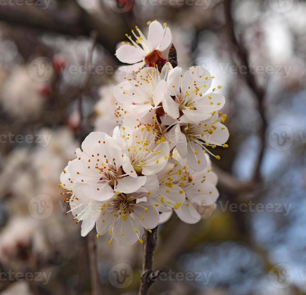 Blooming wild apricot in the garden photo