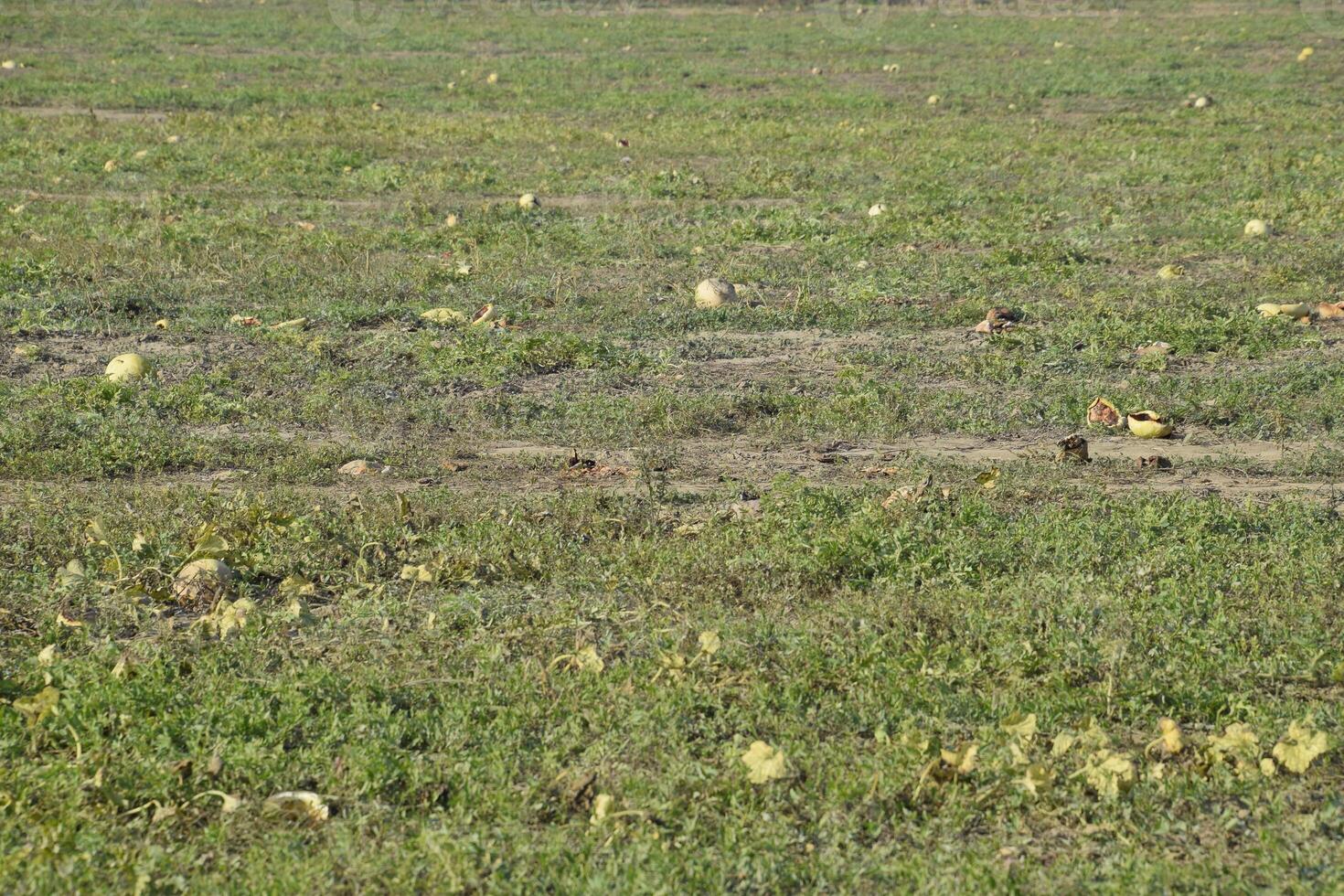 An abandoned field of watermelons and melons. Rotten watermelons. Remains of the harvest of melons. Rotting vegetables on the field. photo