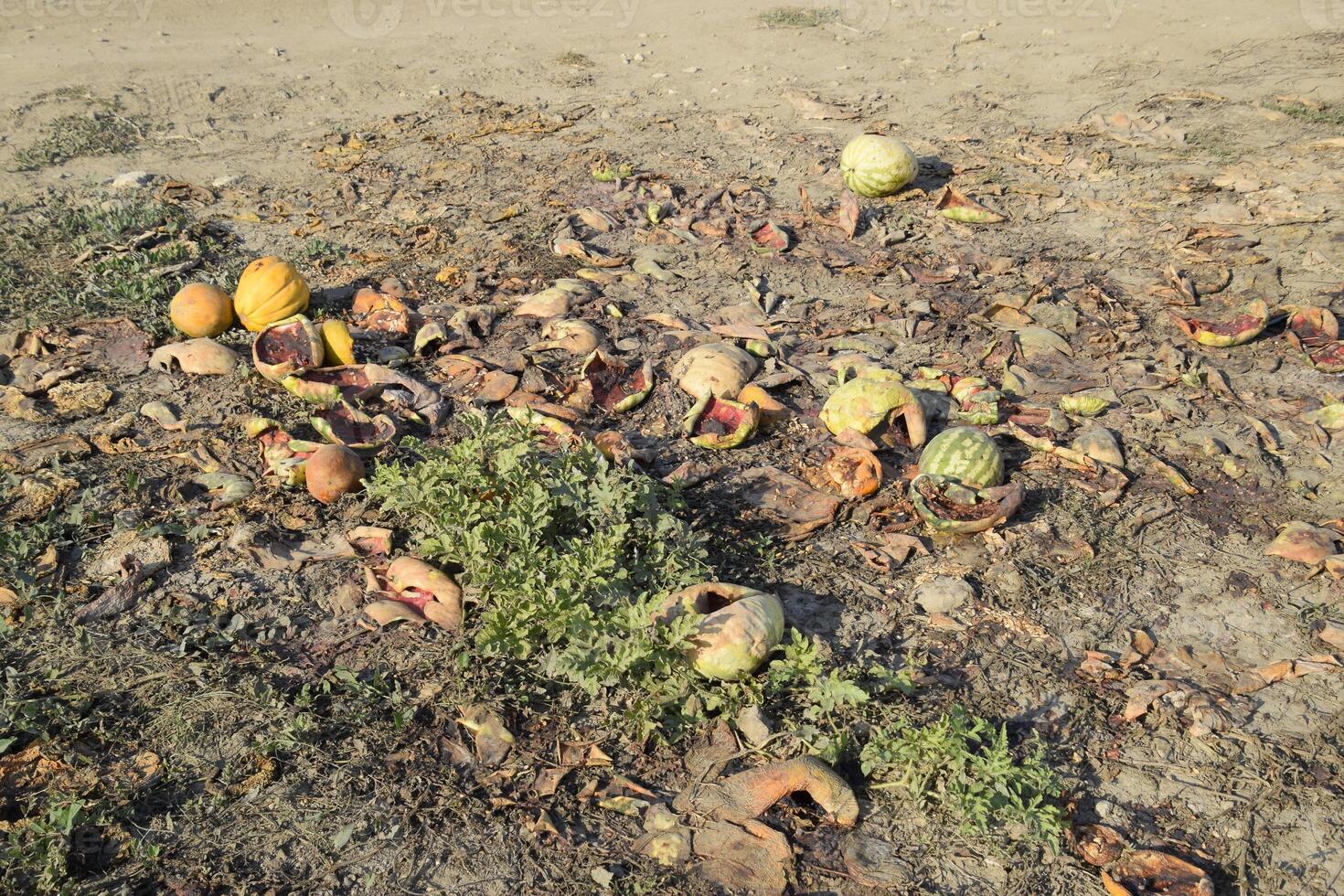 Heaps of rotting watermelons. Peel of melon. An abandoned field of watermelons and melons. Rotten watermelons. Remains of the harvest of melons. Rotting vegetables on the field. photo