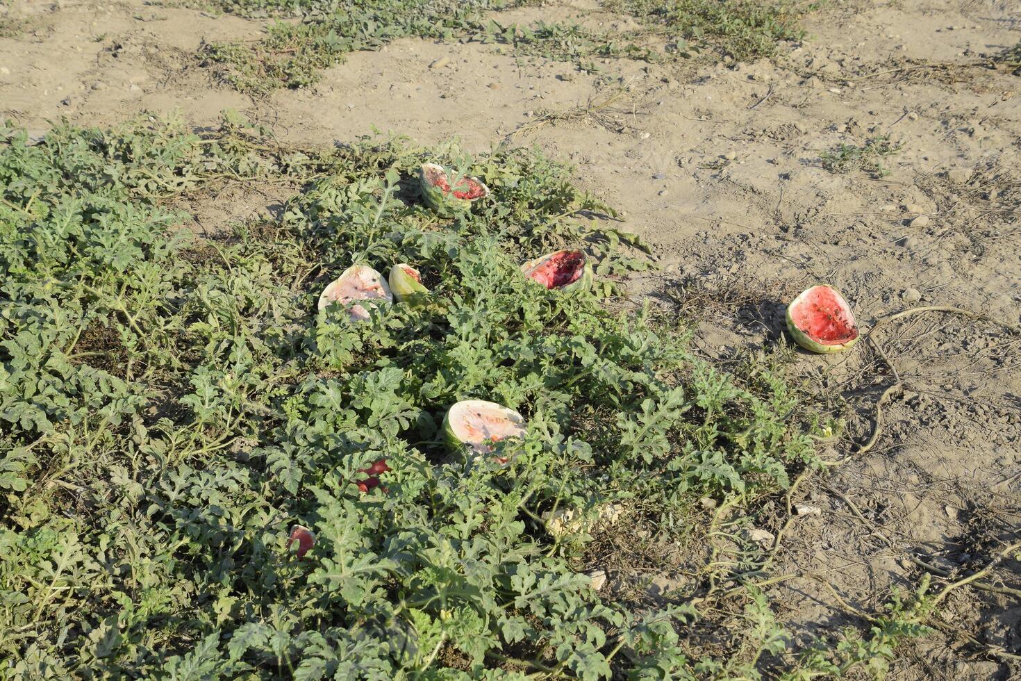 An abandoned field of watermelons and melons. Rotten watermelons. Remains of the harvest of melons. Rotting vegetables on the field. photo