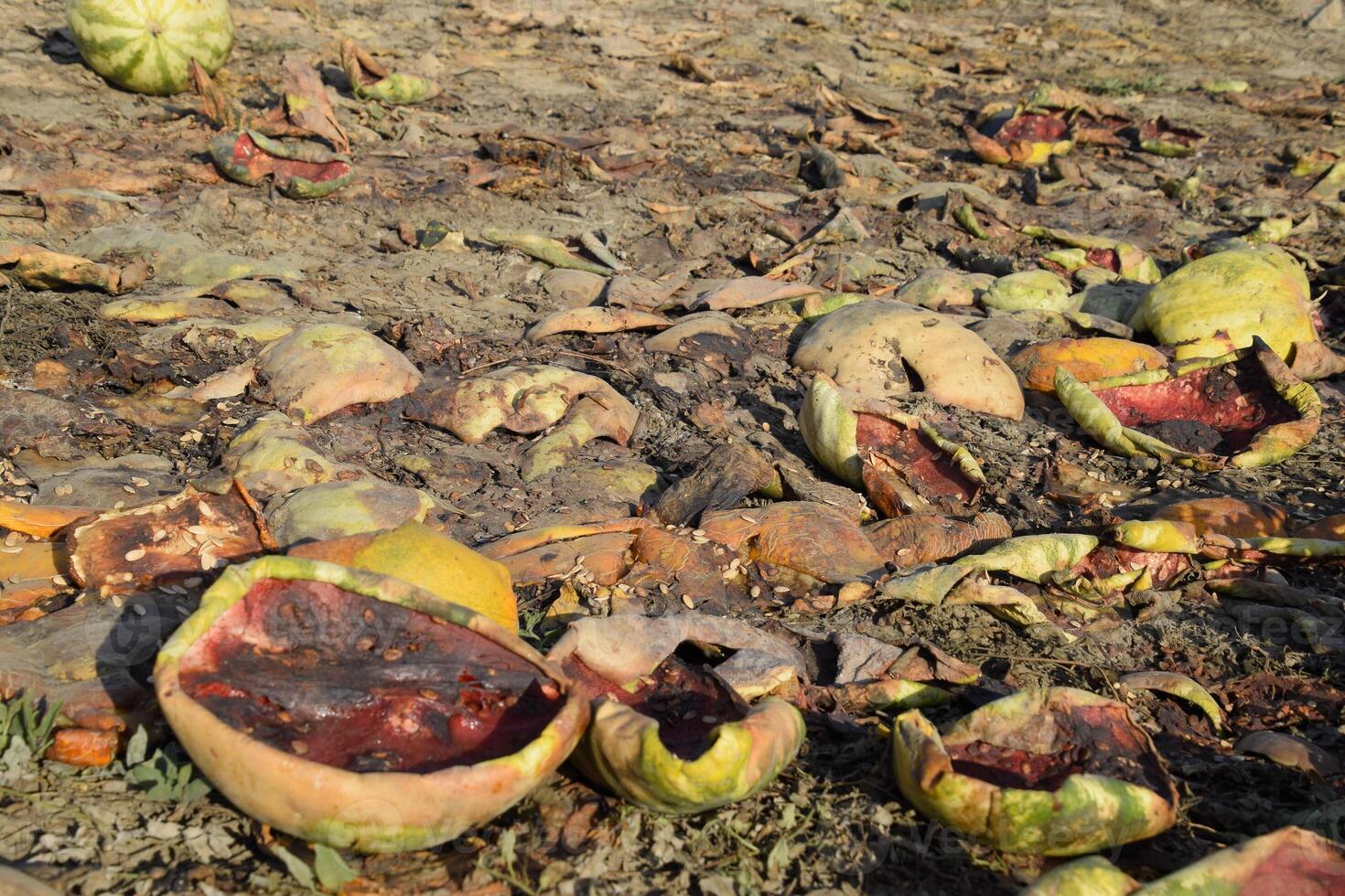 Heaps of rotting watermelons. Peel of melon. An abandoned field of watermelons and melons. Rotten watermelons. Remains of the harvest of melons. Rotting vegetables on the field. photo