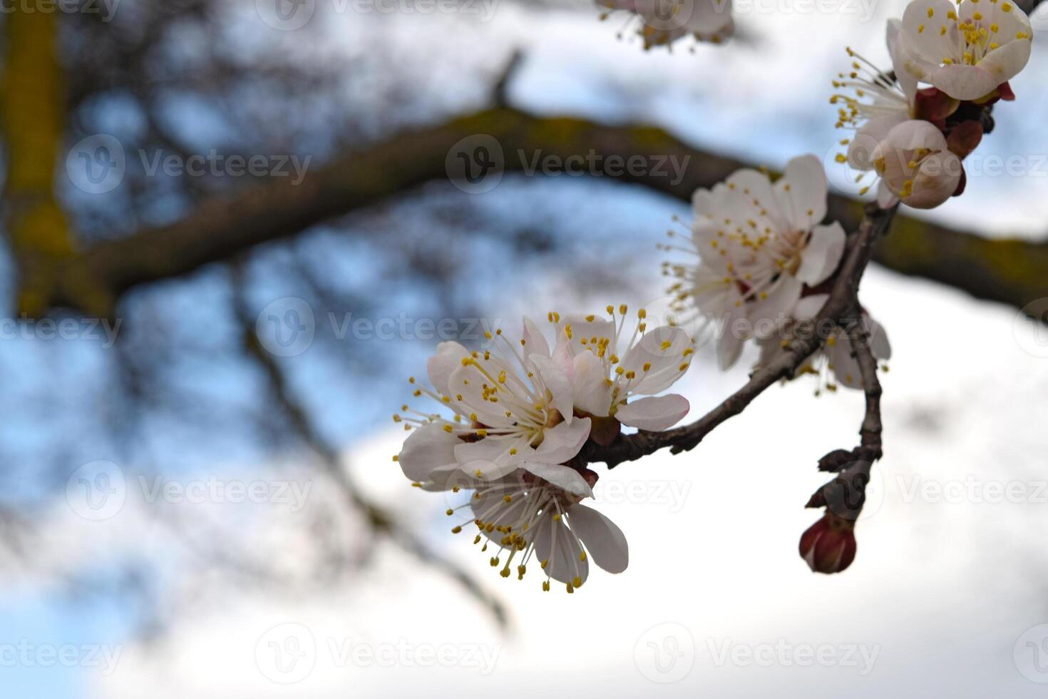 Blooming wild apricot in the garden photo