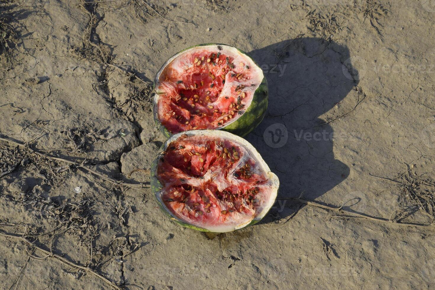 Split in two an old rotten watermelon. Rotten watermelons. Remains of the harvest of melons. Rotting vegetables on the field. photo