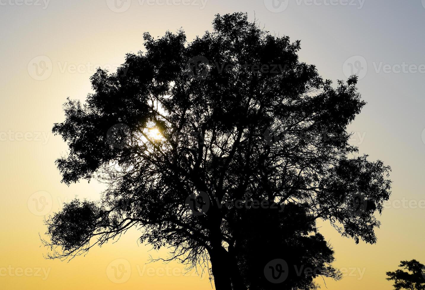 Lime tree on a sunset background. Black silhouette of a tree. photo