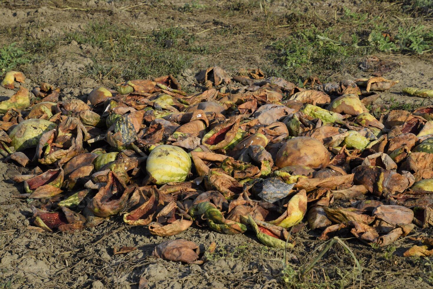 Heaps of rotting watermelons. Peel of melon. An abandoned field of watermelons and melons. Rotten watermelons. Remains of the harvest of melons. Rotting vegetables on the field. photo