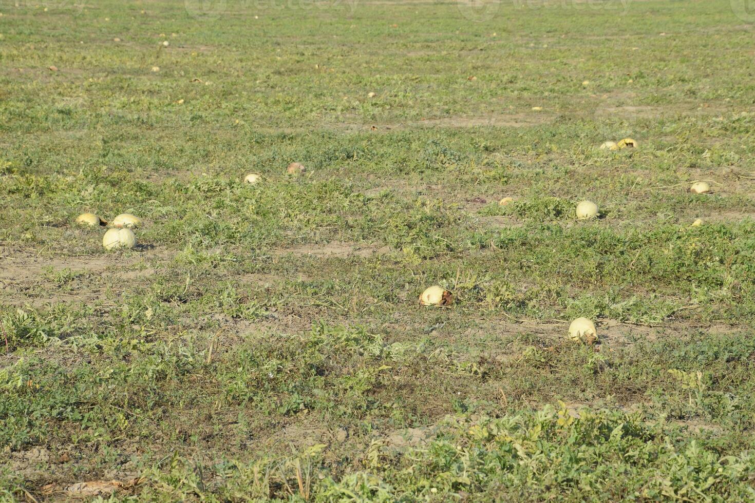 An abandoned field of watermelons and melons. Rotten watermelons. Remains of the harvest of melons. Rotting vegetables on the field. photo