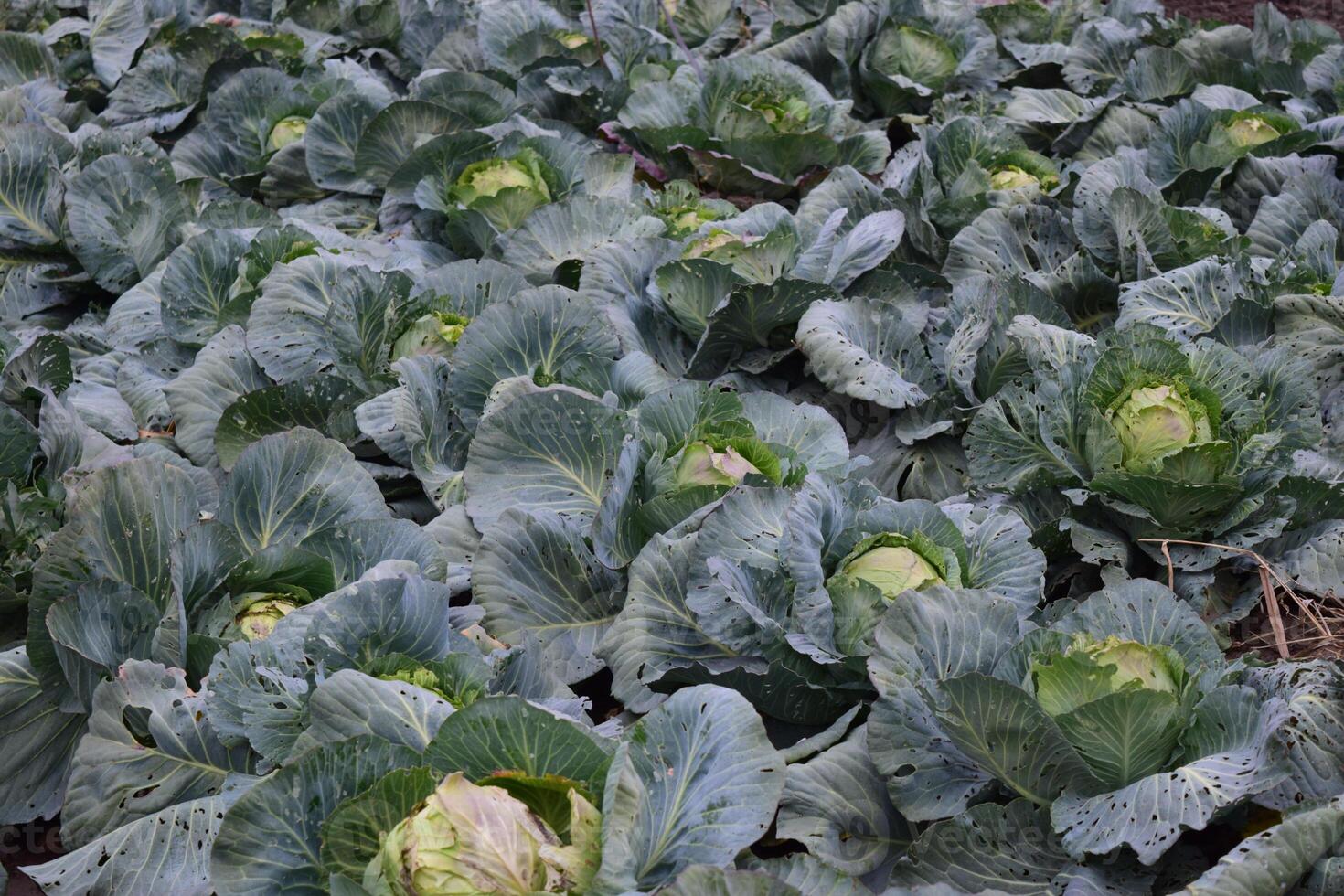 Cabbage field. Cultivation of cabbage in an open ground in the field. Month July, cabbage still the young photo