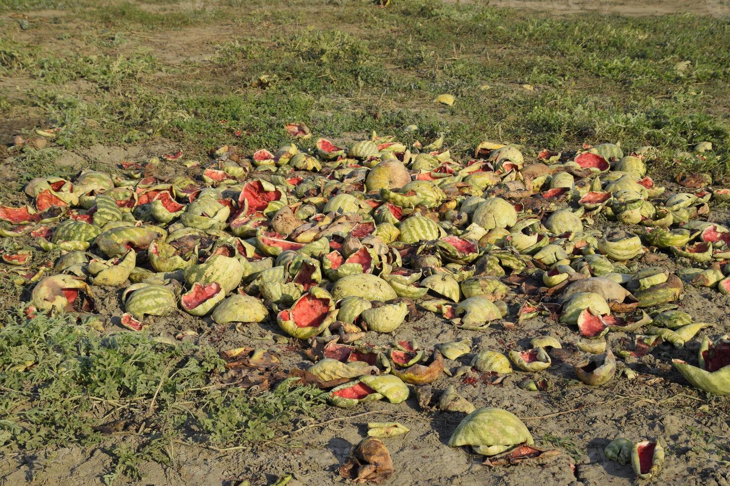 Heaps of rotting watermelons. Peel of melon. An abandoned field of watermelons and melons. Rotten watermelons. Remains of the harvest of melons. Rotting vegetables on the field. photo