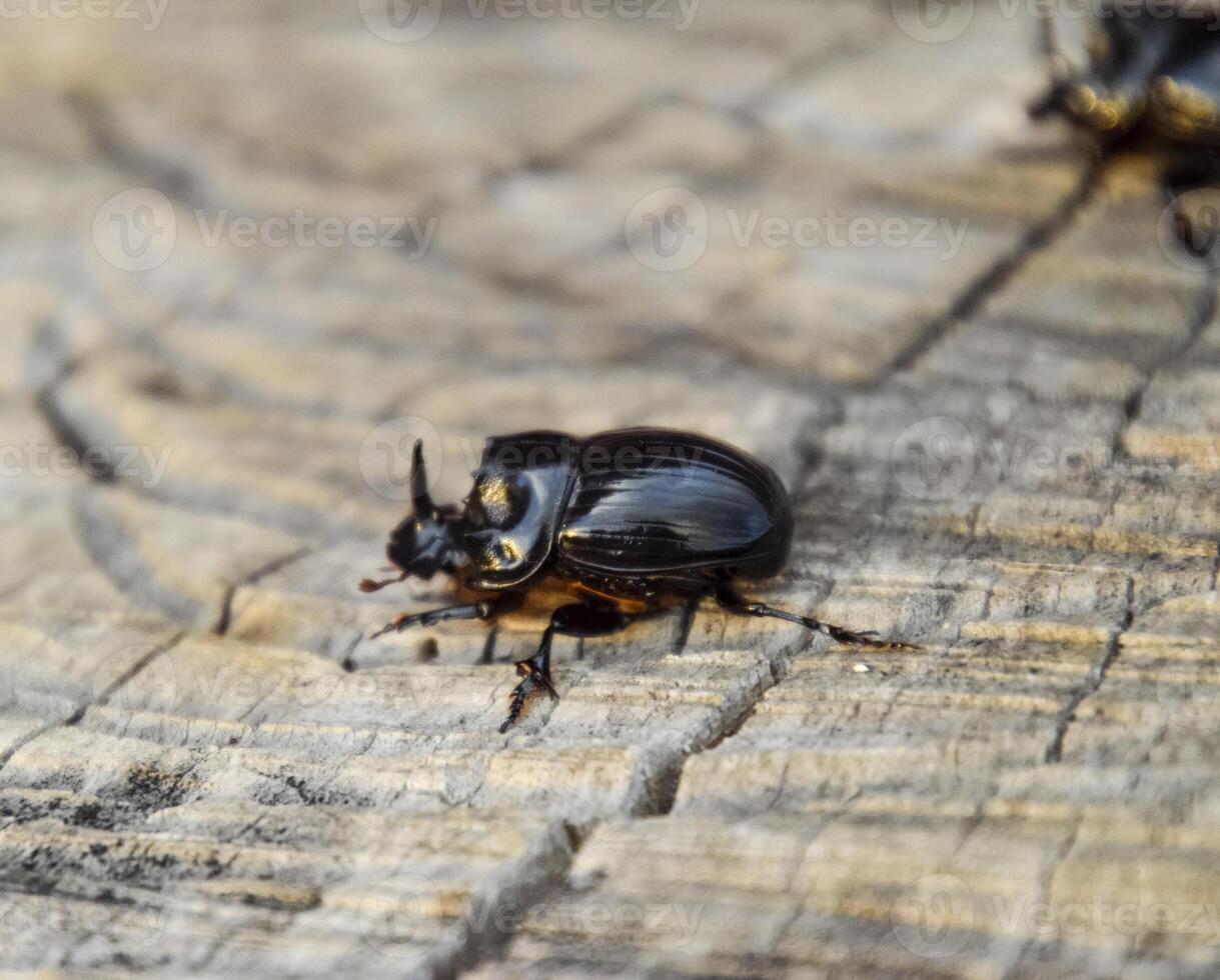 A rhinoceros beetle on a cut of a tree stump. A pair of rhinoceros beetles photo