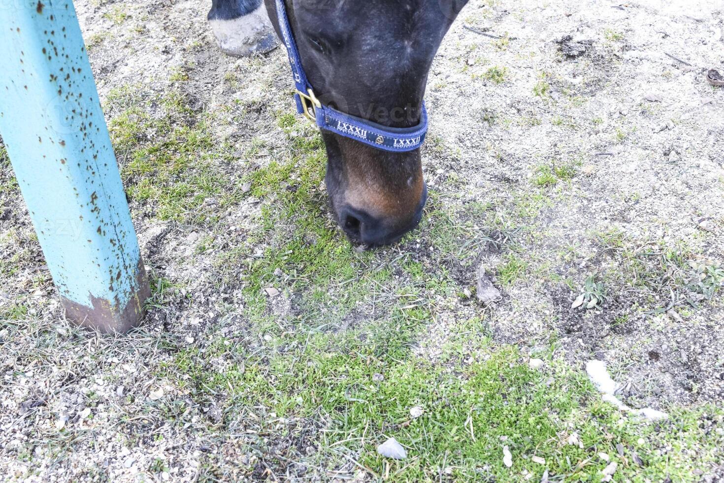 The horse walked around the stadium photo