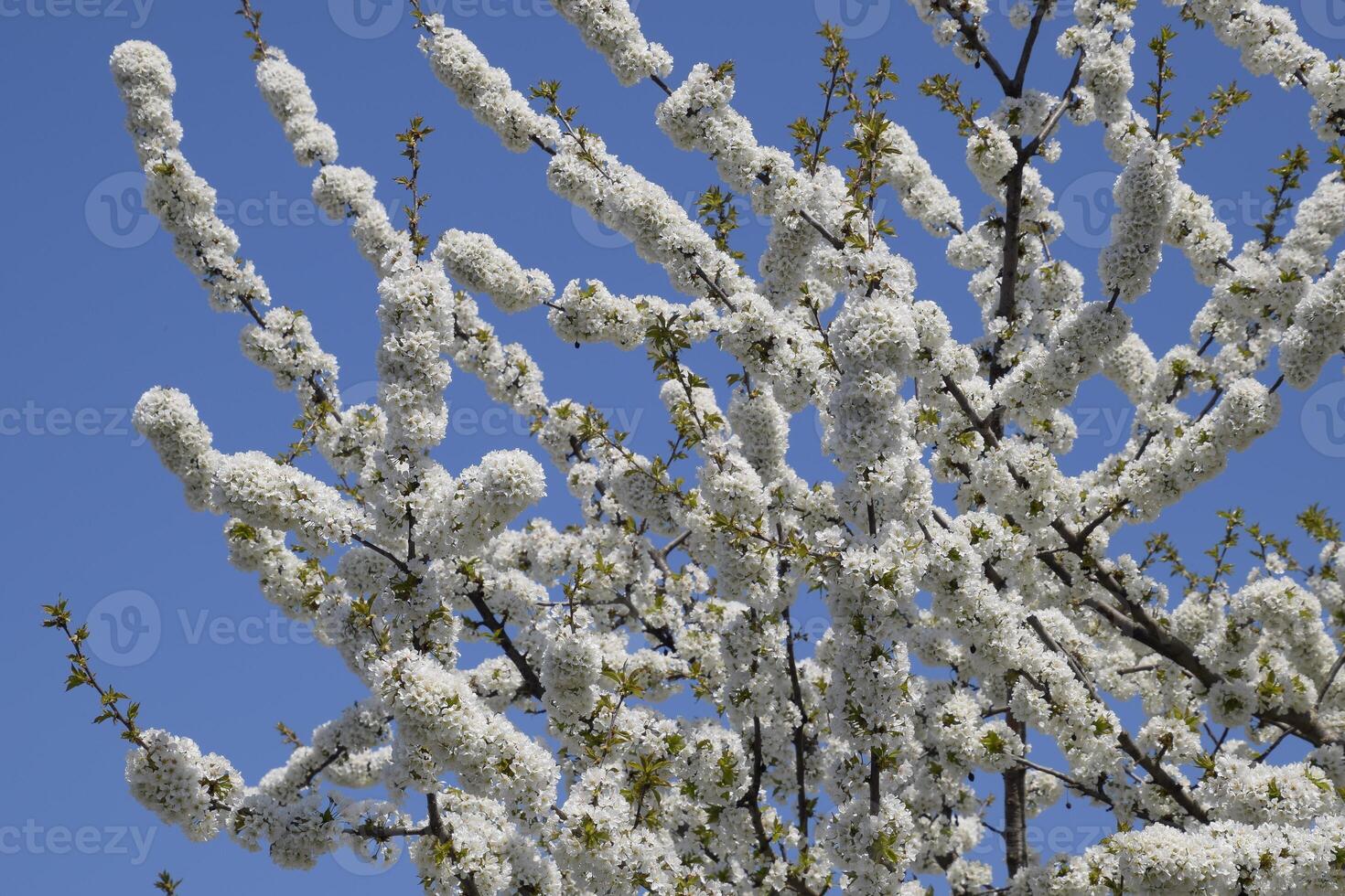 Prunus avium Flowering cherry. Cherry flowers on a tree branch photo