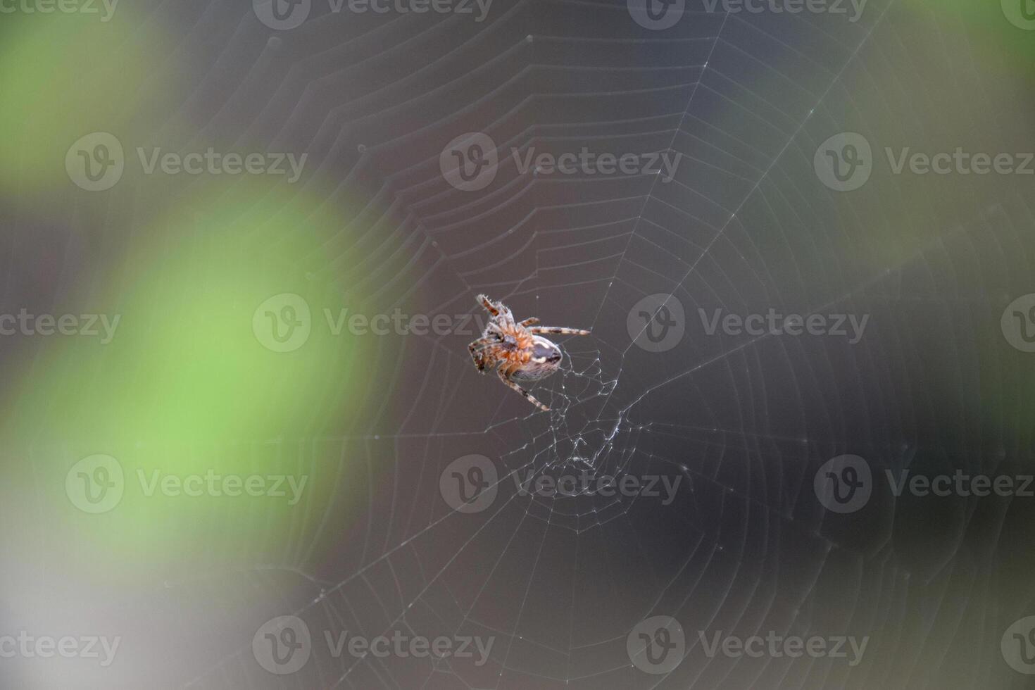 Small spider in his web of Araneus. Lovcen spider network photo