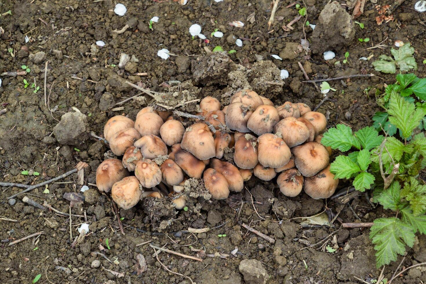 False mushrooms on the ground. The growth of fungi on moist soil. photo