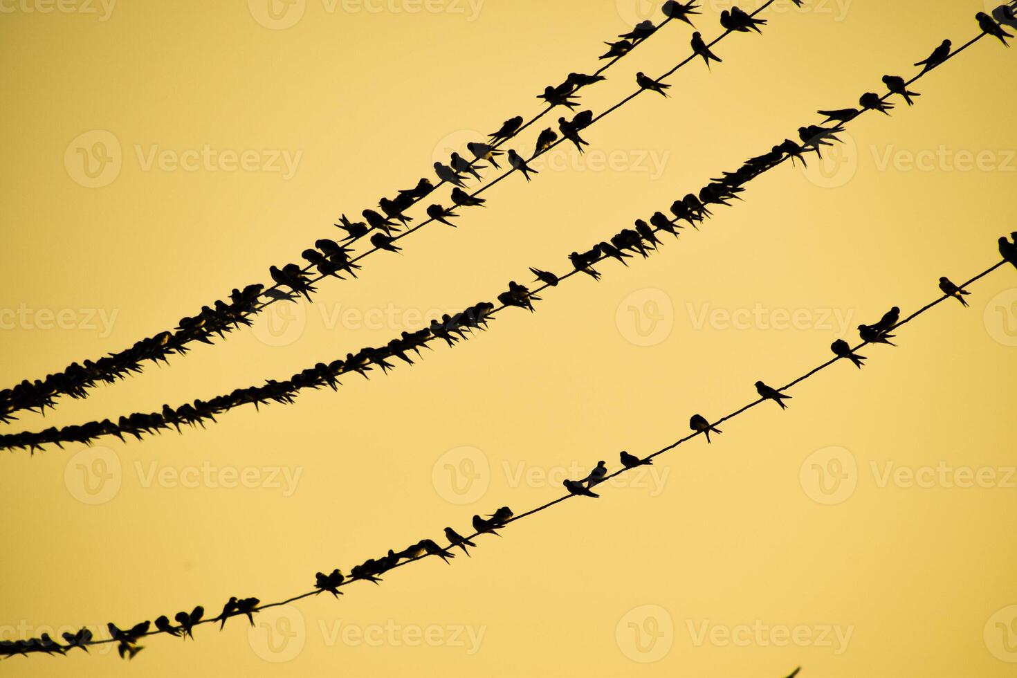 siluetas de golondrinas en alambres a puesta de sol cable y golondrinas foto