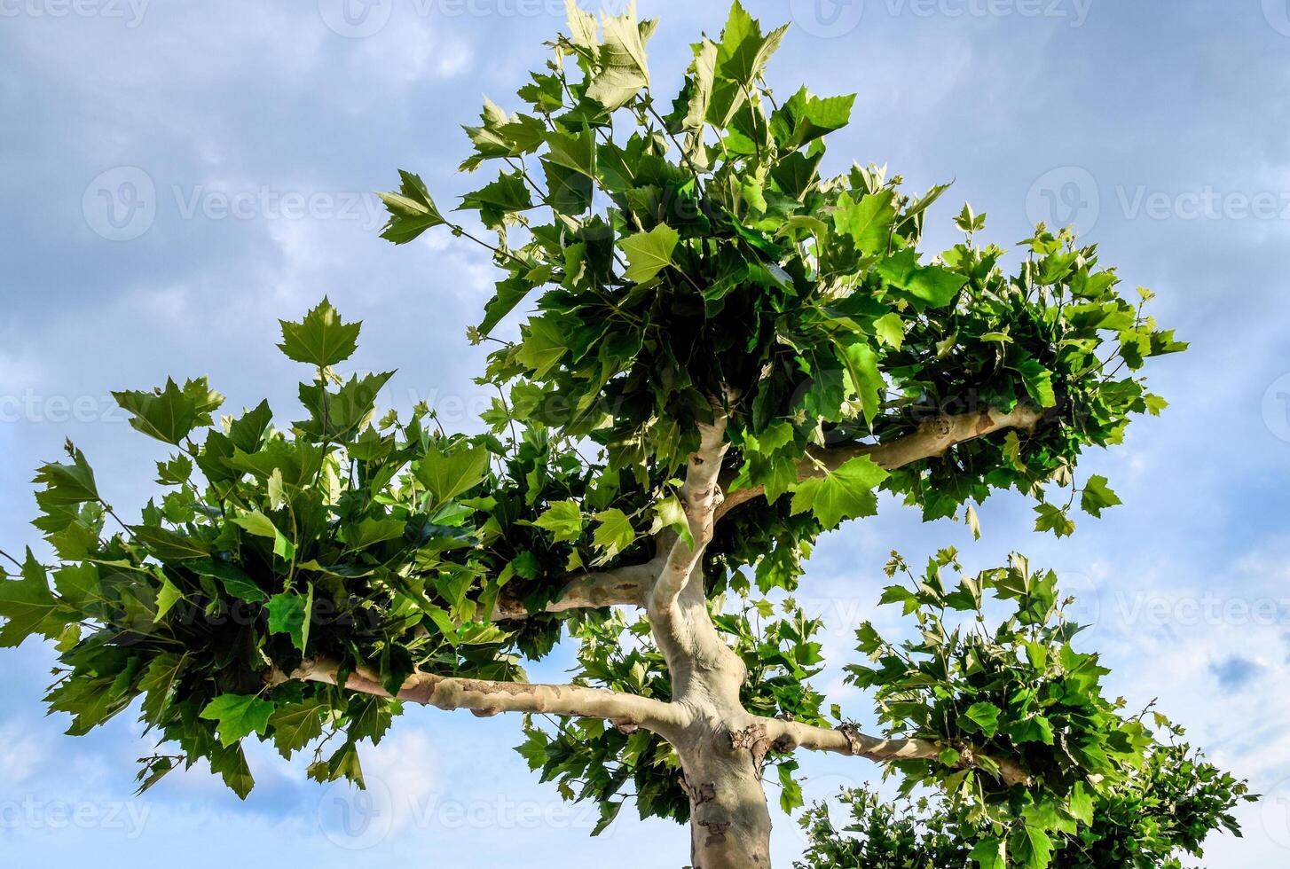 Maple tree with green leaves in the city park. photo