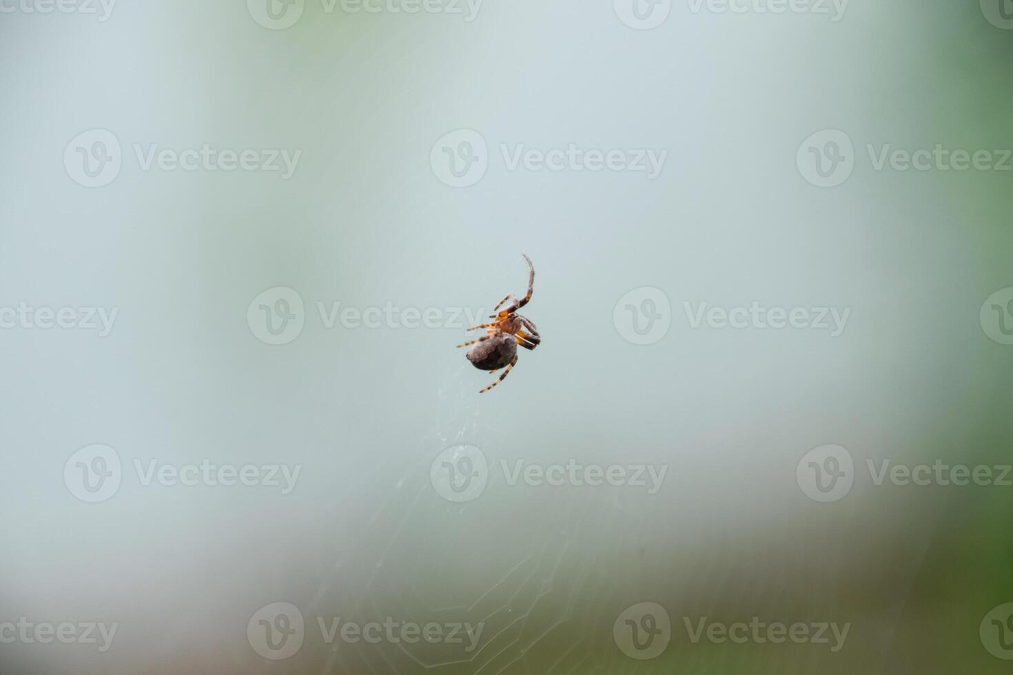 Small spider in his web of Araneus. Lovcen spider network photo