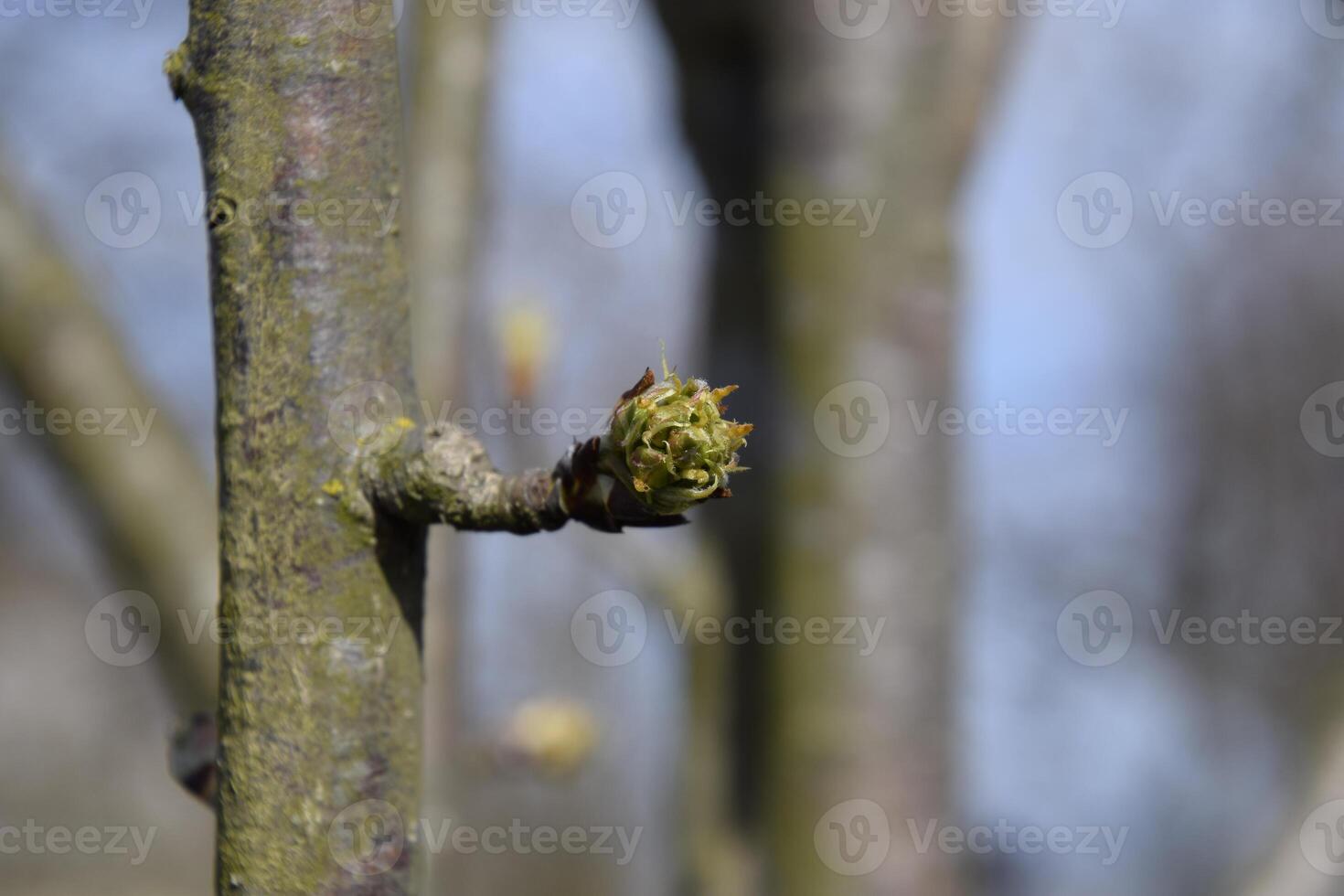 Blossoming buds of pear tree. Dissolve kidney pears photo