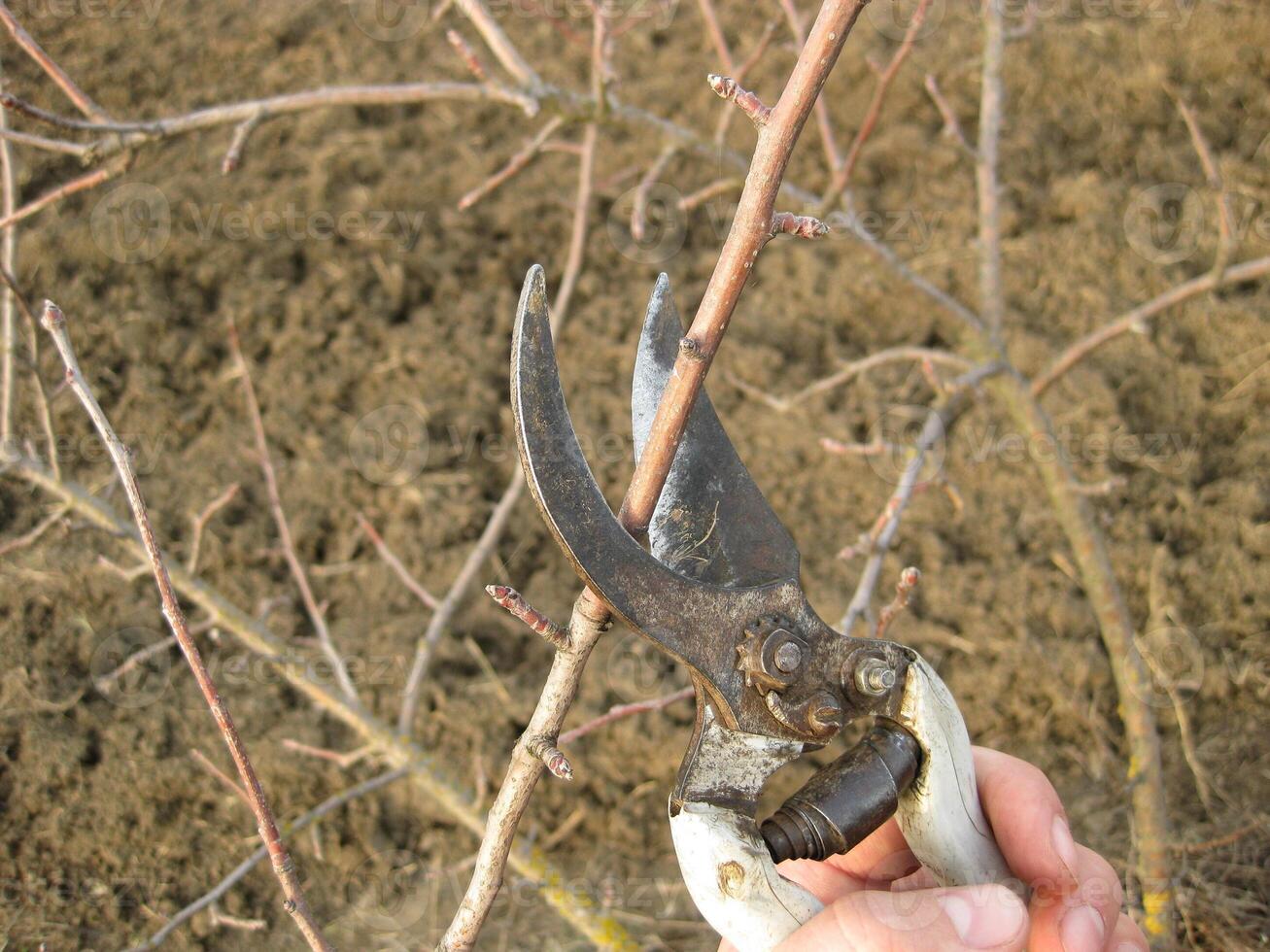 Pruning shears trees photo