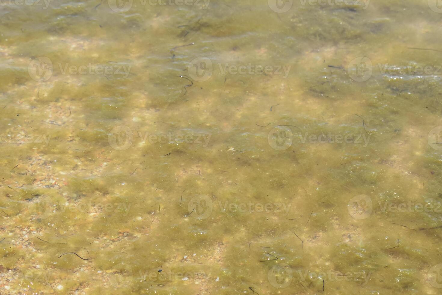 Coastal sea waves. Seawater with seaweed. Coastal algae. Sea beach. photo