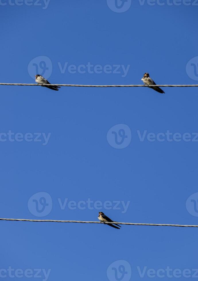 Swallows on the wires. Swallows against the blue sky. The swallo photo