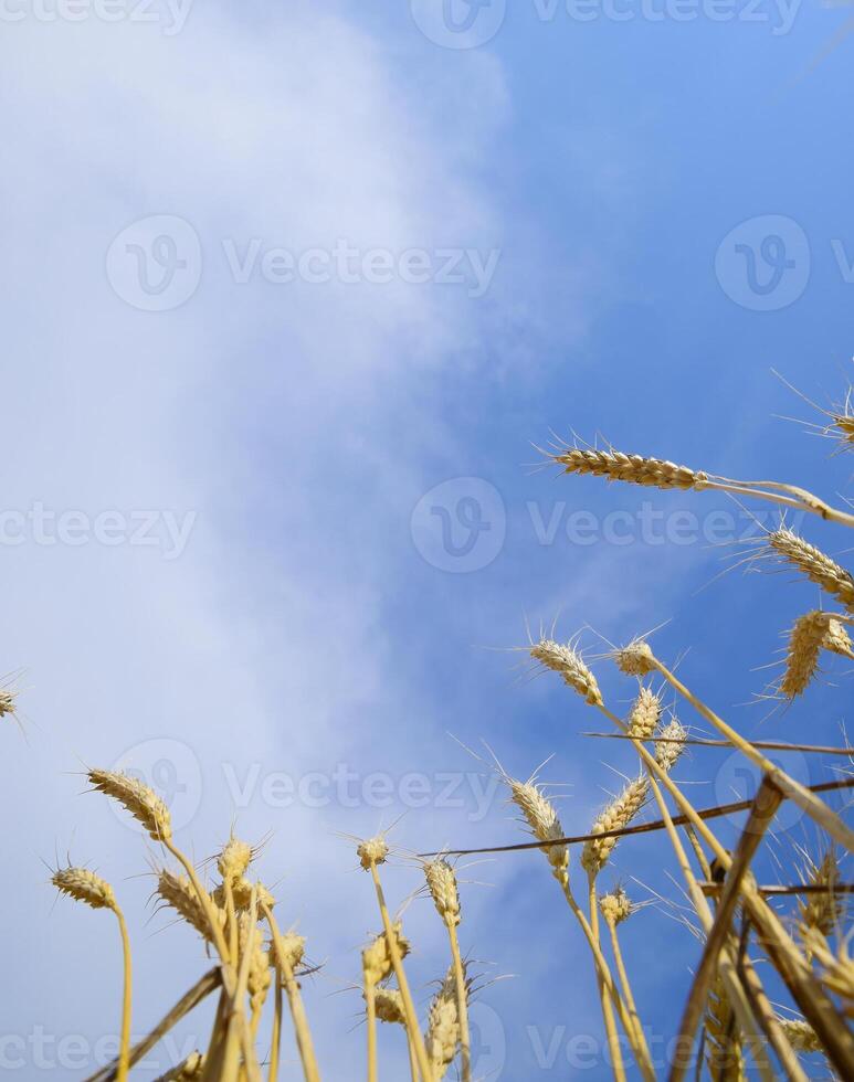 Spikelets of wheat against the blue sky. Mature wheat. photo