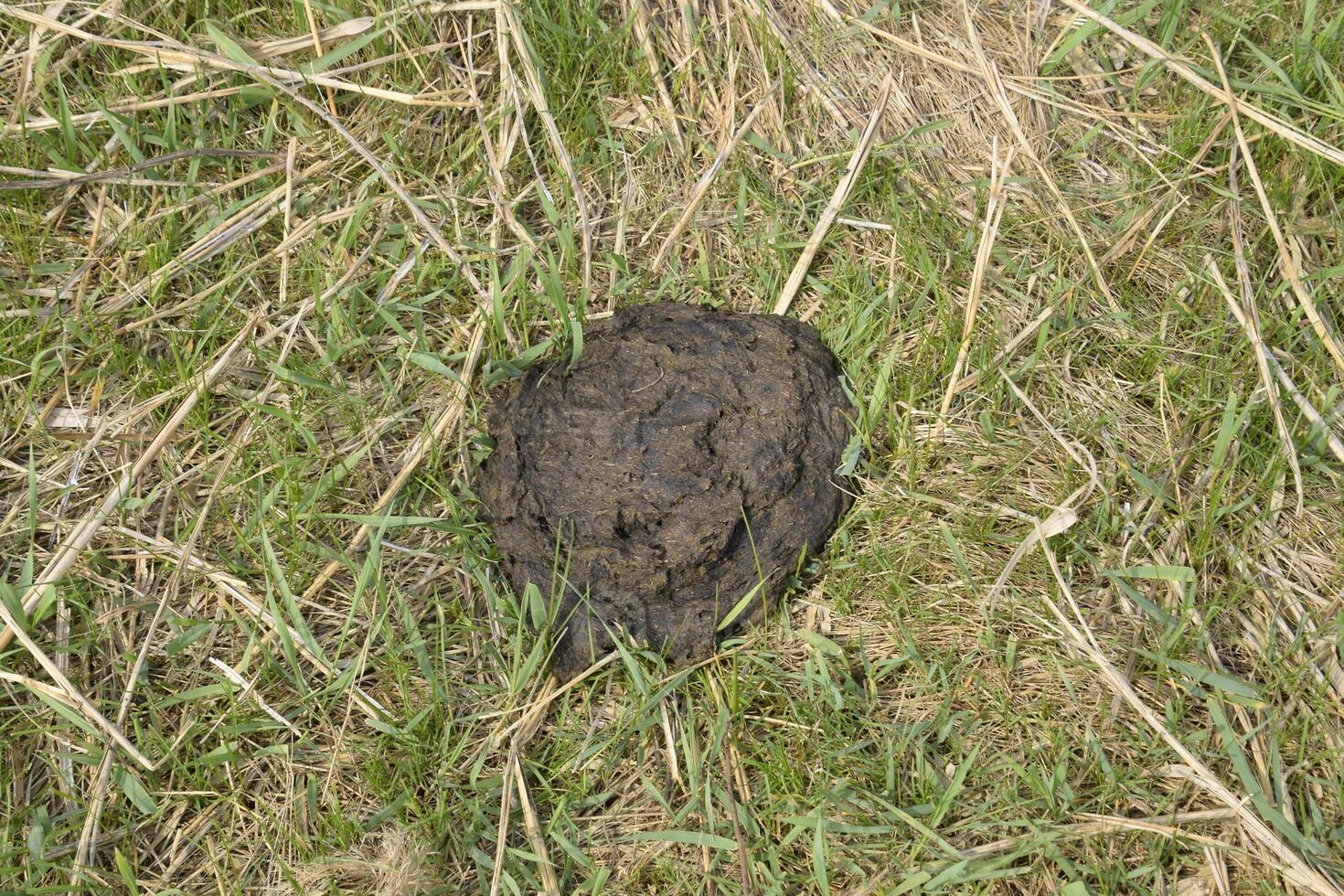 A cow cake in the grass. Manure of cattle. photo