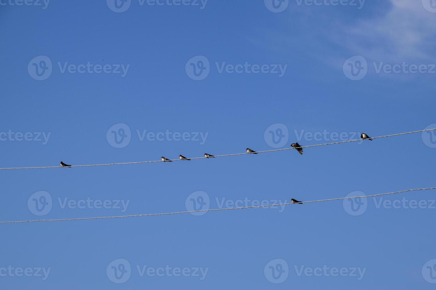 Swallows on the wires. Swallows against the blue sky. The swallo photo