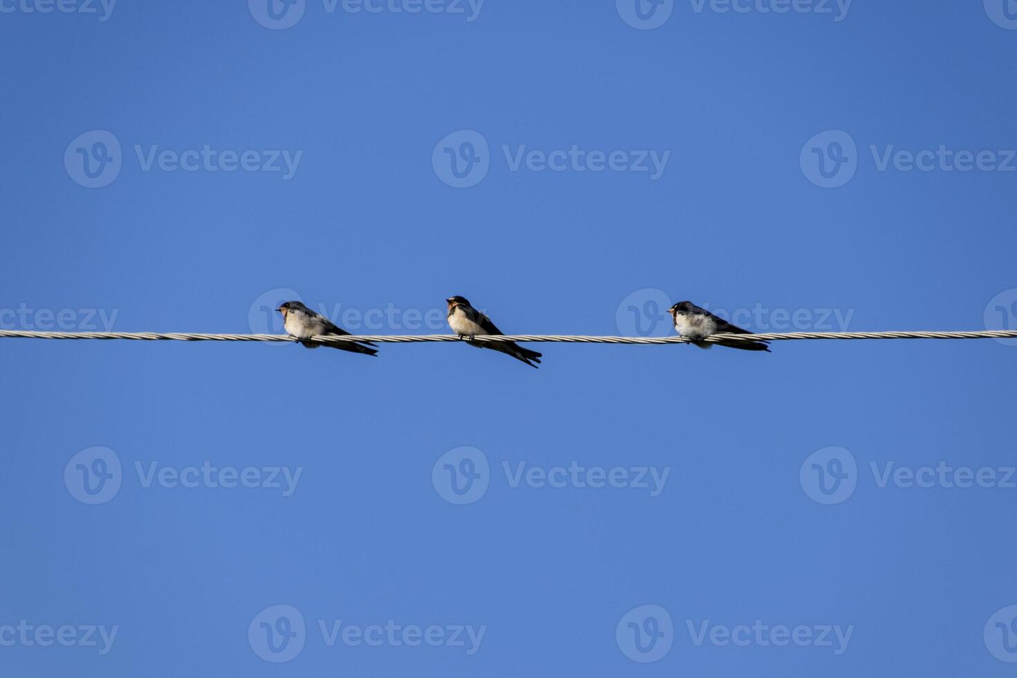 Swallows on the wires. Swallows against the blue sky. The swallo photo