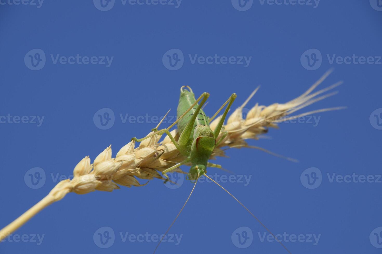 Isophya. Grasshopper is an isophy on a wheat spikelet. Isophya a photo