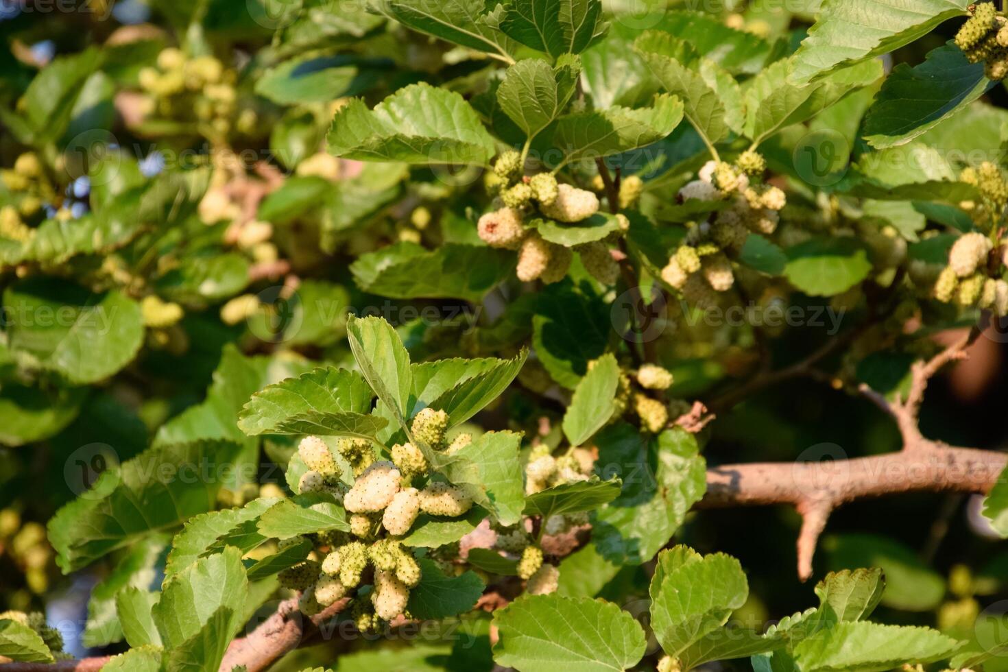 Fruits of white mulberry on the branches. Ripe photo