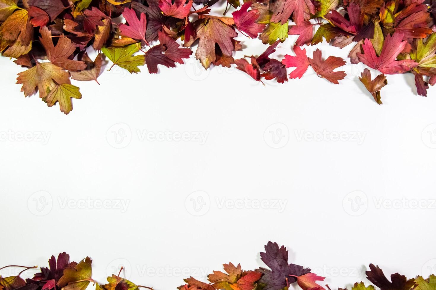 Autumn leaves of golden currant, copyspace of autumn leaves. photo