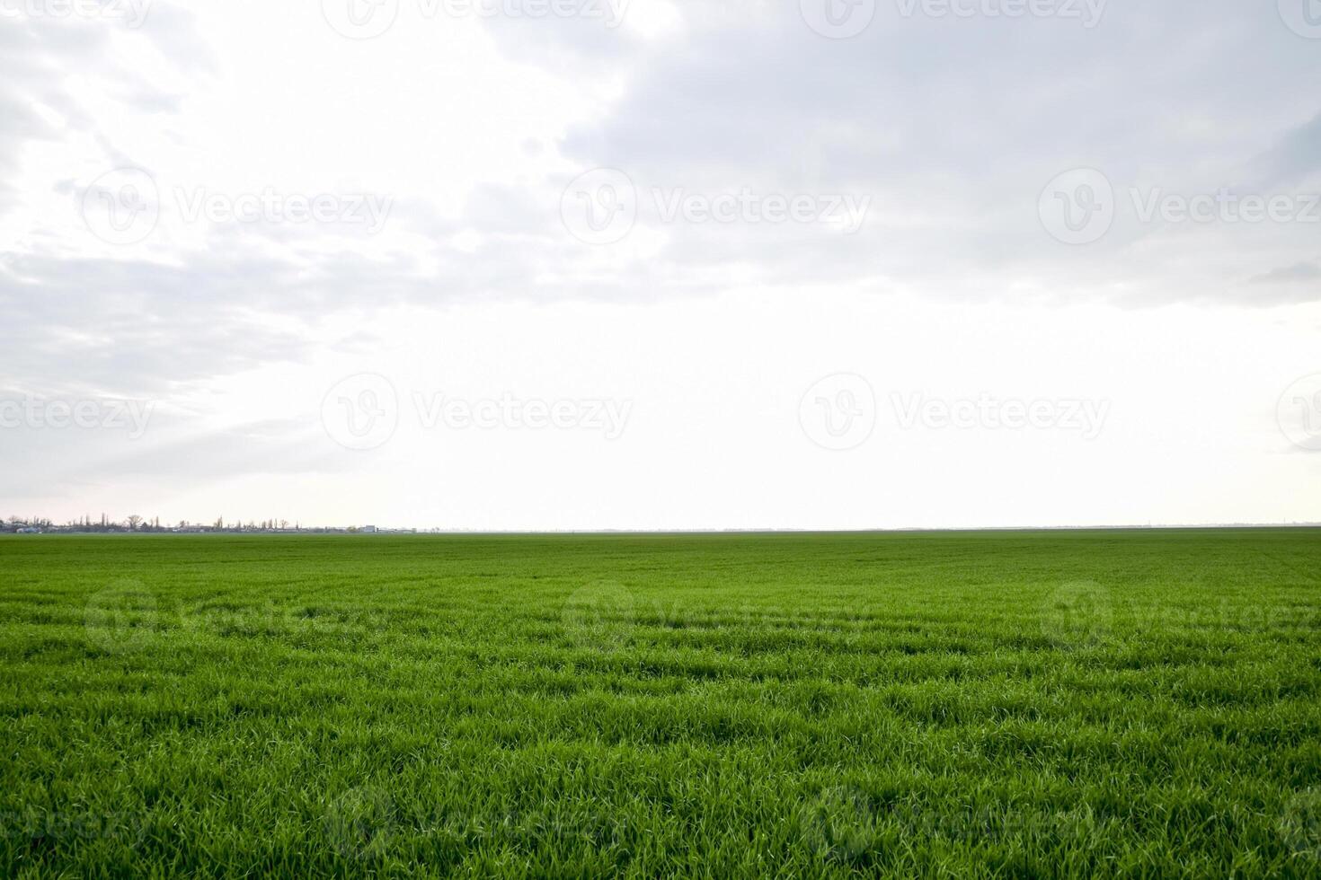 Field of young green barley photo