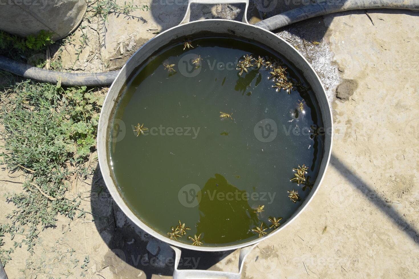 Wasps drink water from the pan, swim on the surface of the water. Wasps fly over the water. Wasps Polistes drink water photo