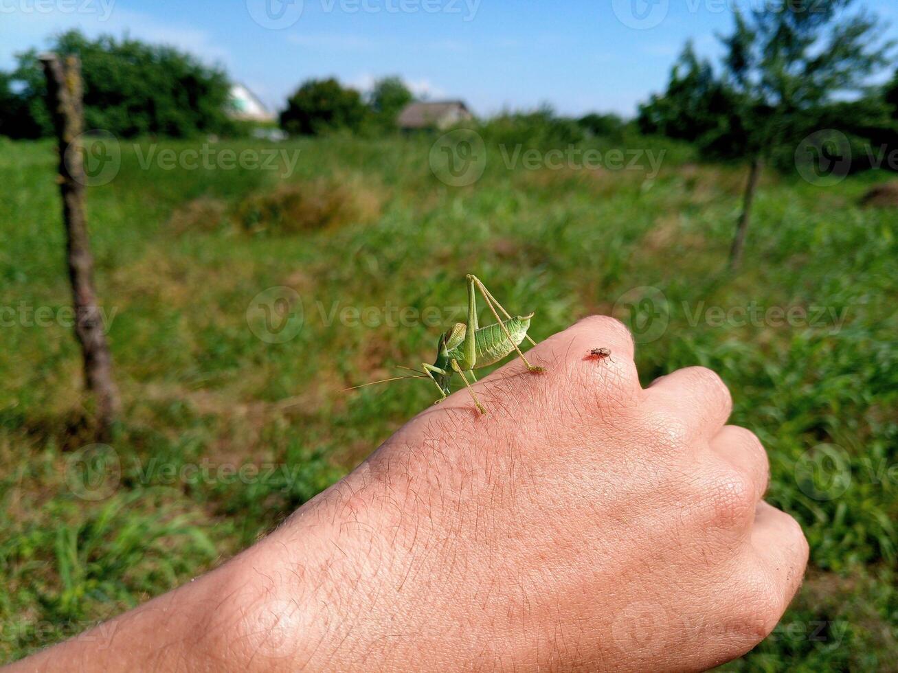 Grasshopper isofia on mans hand. Isophage insect. photo