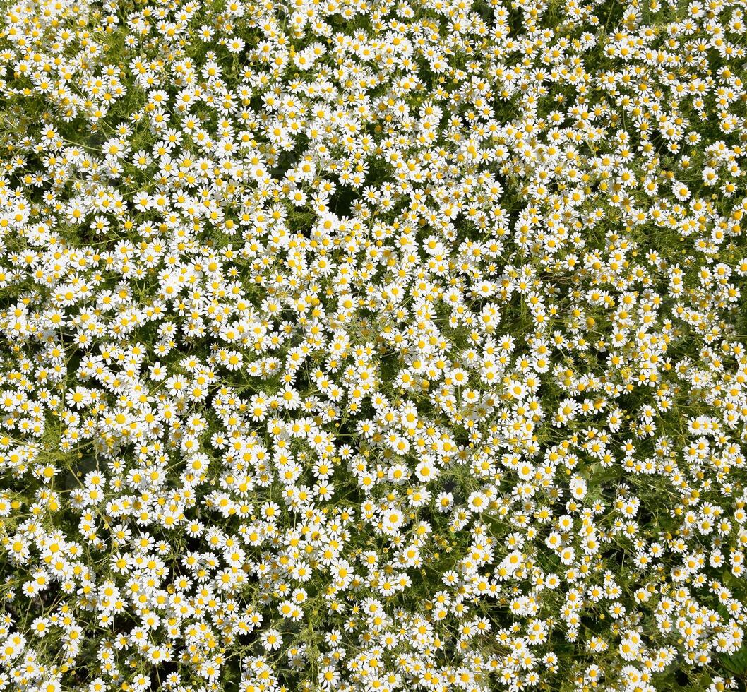 Chamomile flowers. Pharmaceutical camomile. Medicinal plant chamomile, flowering. photo