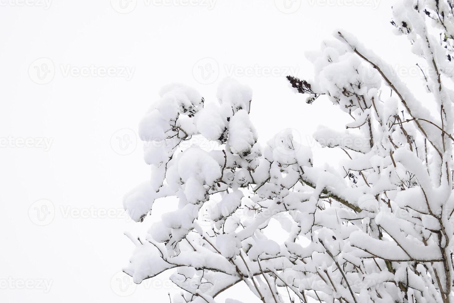 Snow on the tree branches. Winter View of trees covered with snow. The severity of the branches under the snow. Snowfall in nature photo